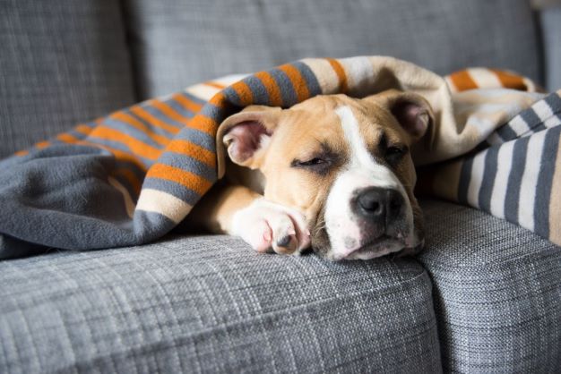 COVID Test for Pets
